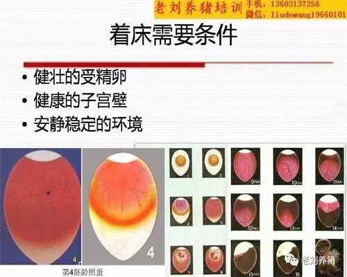 广州代孕服务`做广州试管哪里最好`中国广州做试管代孕的要求