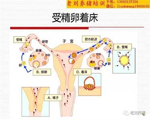 广州代孕全包,广州代怀孕联系电话,50岁广州借卵做试管代孕