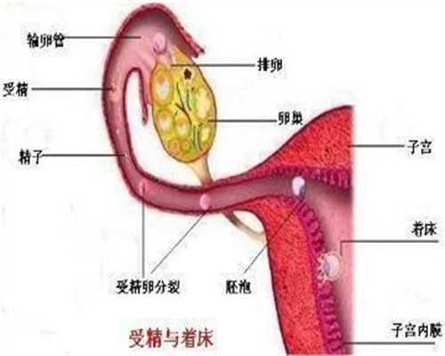 广州代孕条件,广州代孕生子电话,广州试管代孕2代要多少钱