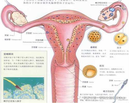 广州代孕医院_广州代孕网在哪里_输卵管堵塞会排卵痛吗