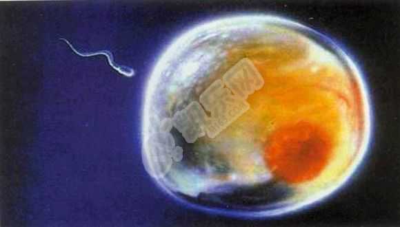 供卵试管要等多久卵子_试管婴儿前多泡脚有好处试管婴儿移植前后可以泡